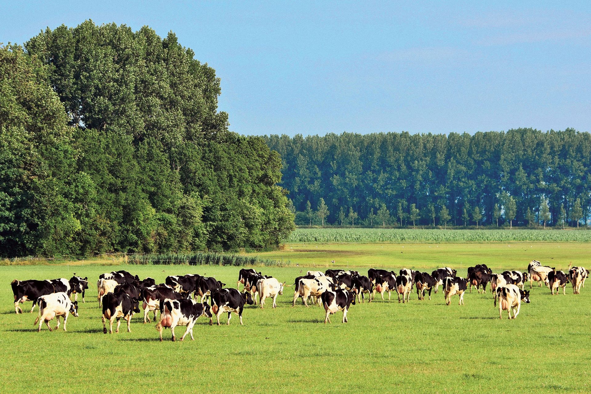 Revista AFRIGA — El fraude de las vacas fantasma holandesas