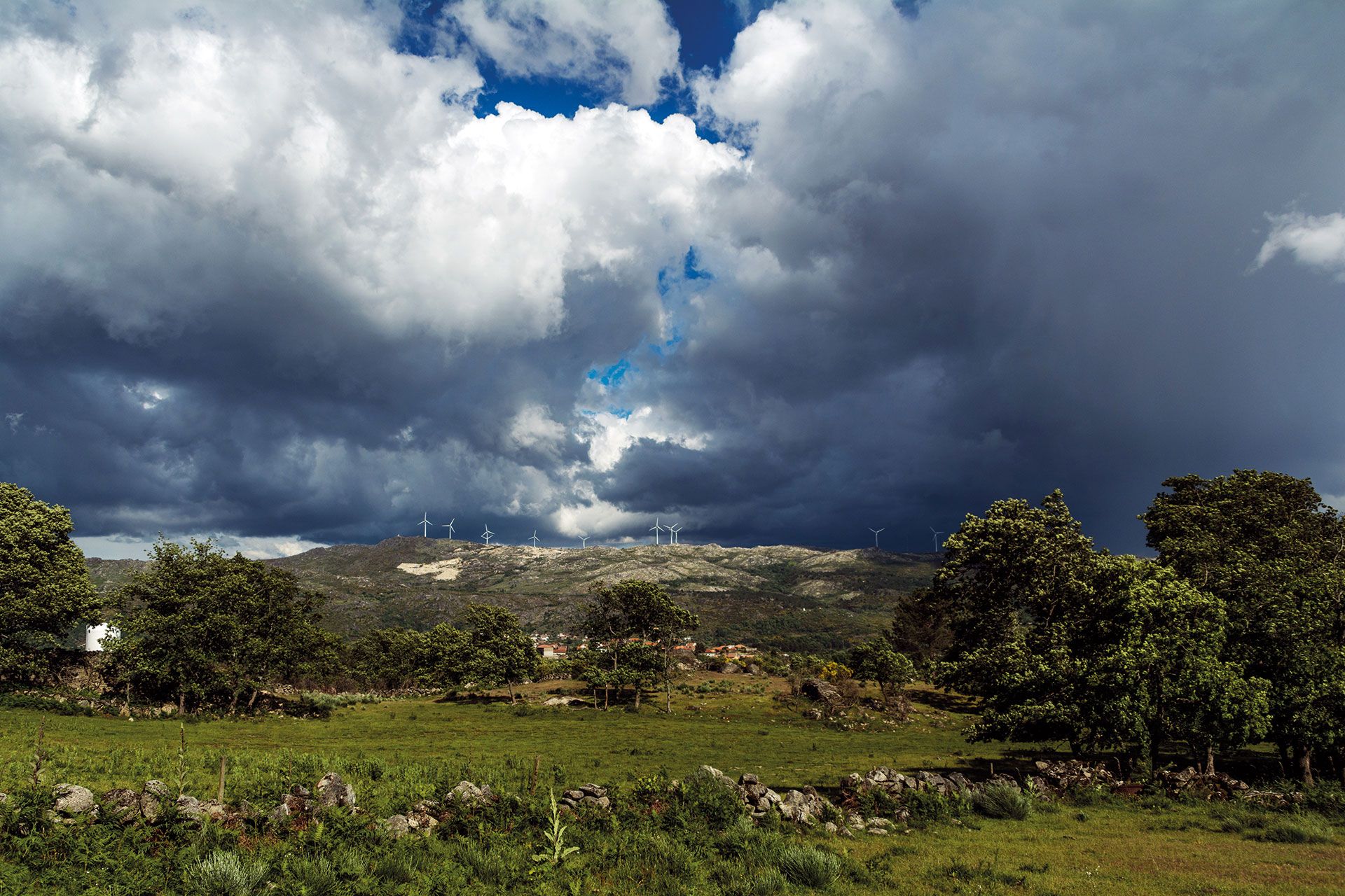 Revista AFRIGA — Pastos, vacas, lobos y hombres