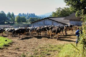 Revista AFRIGA — Ganaderías — Josmar SC