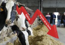 Galicia pierde 17 M€ al mes por caída del precio de la leche