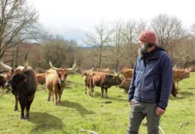 Granjas familiares, clave en el vacuno de carne