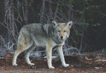 El lobo ibérico vuelve a ser vulnerable: impacto en el rural