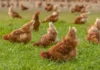 Gallinas libres: fin del confinamiento por gripe aviar