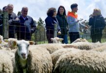 El pastoreo extensivo gana peso como aliado del rural gallego
