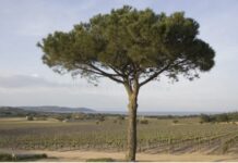 Galicia abre la puerta al pino francés para aumentar la producción forestal