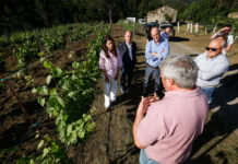 El viñedo que quiere poner A Mariña en el mapa del vino