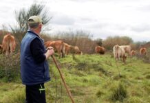 El vacuno de carne gallego afronta una crisis entre precios y mercados