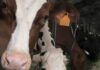 Aflatoxinas: la alerta que inquieta a las granjas gallegas