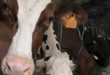 Aflatoxinas: la alerta que inquieta a las granjas gallegas